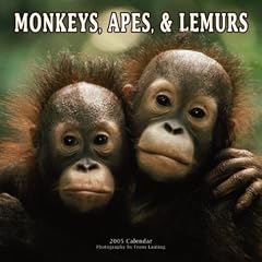 Monkeys, Apes & Lemurs Wall Calendar 2005