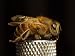 Bee (Close-Up on Metal Platform) Art Poster Print - 11
