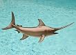 Taxidermy Quality Fiberglass 24" Swordfish Wall Mount