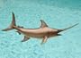 Taxidermy Quality Fiberglass 24" Swordfish Wall Mount