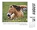 What Horses Teach Us 2017 Box Calendar