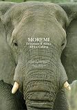 Moremi: Africa Calling (Archivi Di Fotografia)