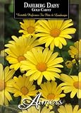 Aimers 3202 Dahlberg Daisy Gold Carpet Seed Packet