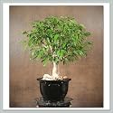 Ficus Bonsai Tree (Benjamina) II