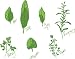 Growing, Harvesting, And Preparing Herbs For Use In Home Cooking