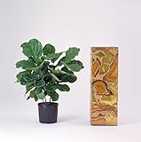 Hirt's Fiddleleaf Fig Tree - Ficus - Great Indoor Tree - Easy - 6" Pot