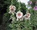 Photographic Prints of SG-20035 Hollyhocks - In garden from Ardea Wildlife Pets
