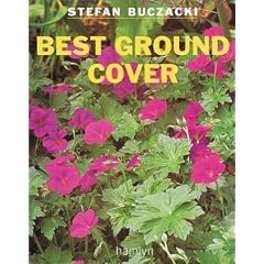 Best Ground Cover