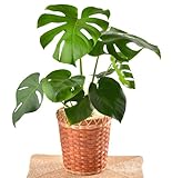 モンステラ 6号鉢バスケット入 観葉植物