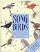Song Birds: How to Attract Them and Identify Their Songs