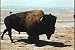 Classic American Buffalo Film DVD: 1956 Buffalo and Bison Animal Herd and Calf History Pictures Film