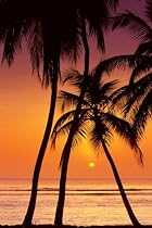 Tropical Sunset (Palm Trees) Art Poster Print - 24" X 36"
