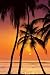 Tropical Sunset (Palm Trees) Framed Art Poster Print - 24" X 36"
