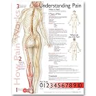Understanding Pain Anatomical Chart by Anatomical Chart Company