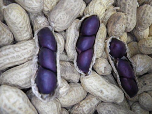 Carolina Black Peanut Seeds 4g ~5-8 Peanuts Non-GMO Rare 1800's Heirloom Purple