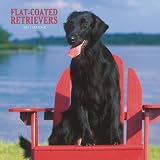 Flat-Coated Retrievers 2008 Square Wall