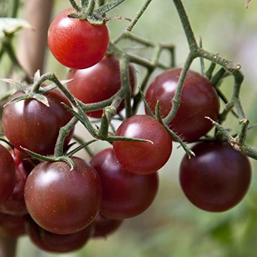 Hungarian Tomato Seeds "Chocolate Cherry" Fruity Flavor! Biological Cultivation! Non Gmo!