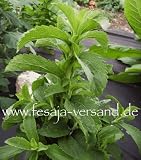 Eigenschaften fesaja-versand  / Honigblatt, Süßkraut, Zuckerblatt / Stevia rebaudiana (Saatgut, Samen)