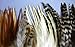 100+ Pcs Mixed Saddle & Coque Plumage Feathers 5