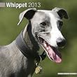 Whippet W 2013