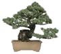 Brussel's Five Needle Pine Specimen Tree