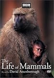 The Life of Mammals, Vol. 4