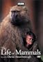 The Life of Mammals, Vol. 4