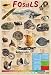 Fossils Educational Mini Poster 40x60cm