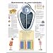 Maintaining a Healthy Weight Anatomical Chart in Spanish (Manteniendo un peso saludable)