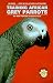 Training African Grey Parrots