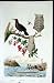 1839 H/C Natural History *151 Bird Hornets Nest & Fish
