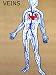 Body Veins Clear Pulmonary and Systemic Photographic Poster Print, 12x16