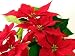Poinsettia Red Leaves - 24"W x 18"H - Peel and Stick Wall Decal by Wallmonkeys