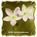 Fame Flower (Talinum rugospermum) Jumbo Wildflower Seed Packet - 200 Seeds