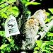 Outdoor Living : SQUIRREL CHASER