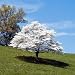 bonsai seeds 51YFpBcvodL. SL75 bonsai seeds