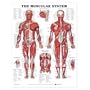 The Muscular System Anatomical Chart (Laminated)
