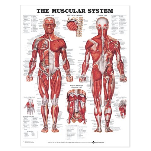 The Muscular System Anatomical Chart (Laminated) [Poster]
