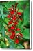 Cardinal Flower Canvas Print / Canvas Art - Artist Alan Lenk