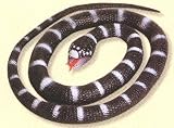 Wild Republic Snake 26