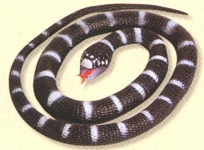 Childrens Toyshop  Toys : Wild Republic Snake 46" Calif. King New