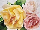 Rosa Gallica by Annie Bardoulat. Art Print Poster FRAME IT.. 19.75 inches width by 15.75 inches height. Highest Quality Art Poster Print