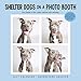 Shelter Dogs in a Photo Booth 2017 Wall Calendar