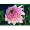 Secret Romance Coneflower Perennial - Echinacea