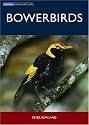 Bowerbirds (Australian Natural History)