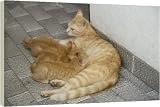 Box Canvas Print of Cat - ginger tabby with kittens suckling from Ardea
