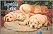   - Leanin' Tree Loveable Labs by Jim Lamb Greeting Card Assortment - Blank paper greeting cards