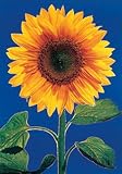 Empire 150349 Flowers - Sonnenblume Mini Poster - 40 x 50 cm