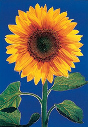 Empire 150349 Flowers - Sonnenblume Mini Poster - 40 x 50 cm