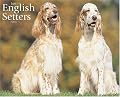 Just English Setters 2008 Calendar (Just)